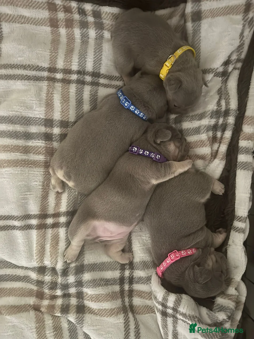 French Bulldog dogs for sale: Lilac & Tan KC Reg French Bulldog puppies  - Advert 7