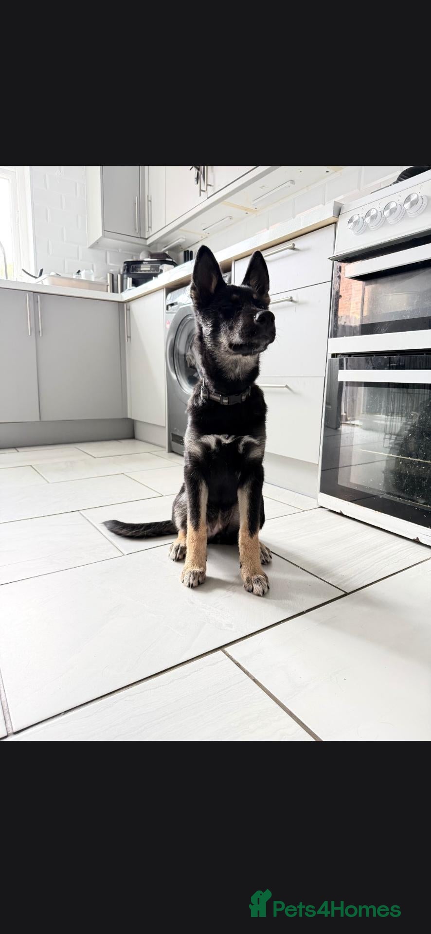 Shepsky dogs 4 month old shepsky female  - Advert 18