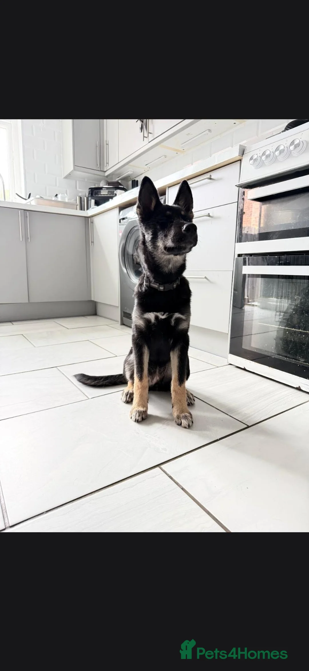 Shepsky dogs for sale: 4 month old shepsky female  - Advert 1