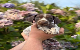 German Shorthaired Pointer dogs for sale: German Shorthaired Pointer Puppies - Image 1