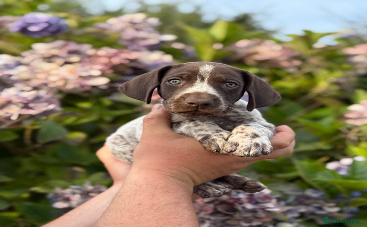 German Shorthaired Pointer dogs - Advert 1