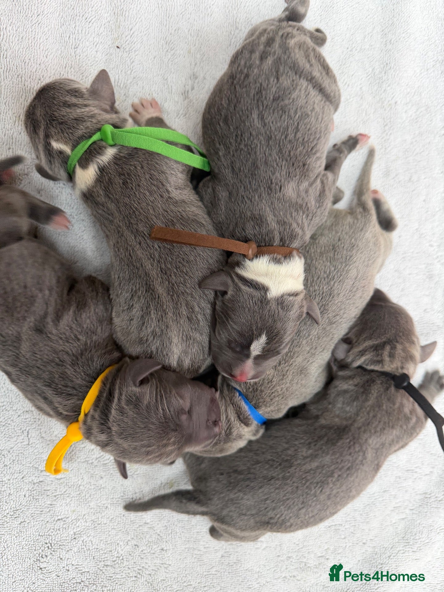 Staffordshire Bull Terrier dogs for sale: Outstanding litter of 10 KC Staffy pups blue 😍😍 - Advert 1