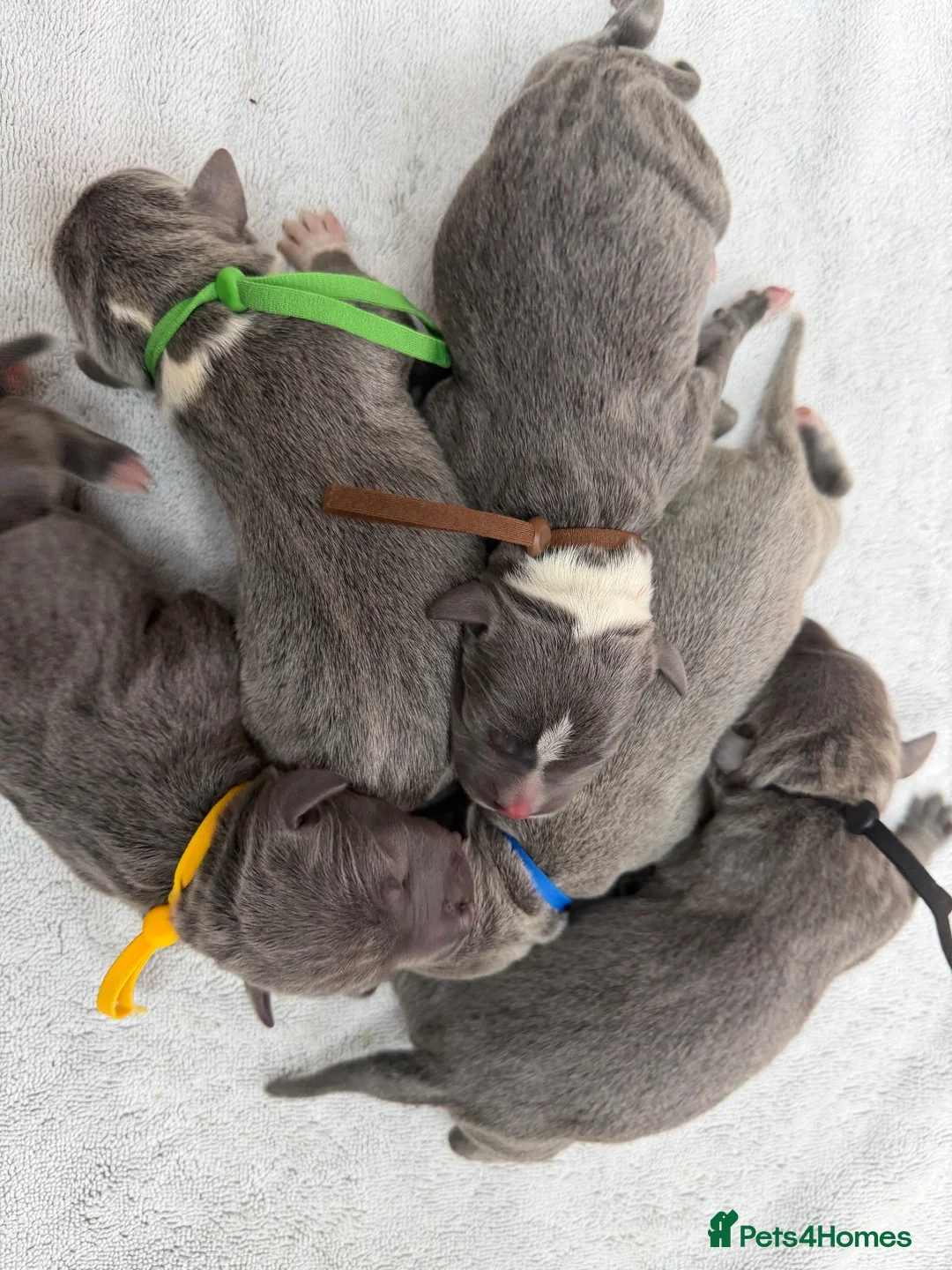 Staffordshire Bull Terrier dogs for sale: Outstanding litter of 10 KC Staffy pups blue 😍😍 - Advert 9