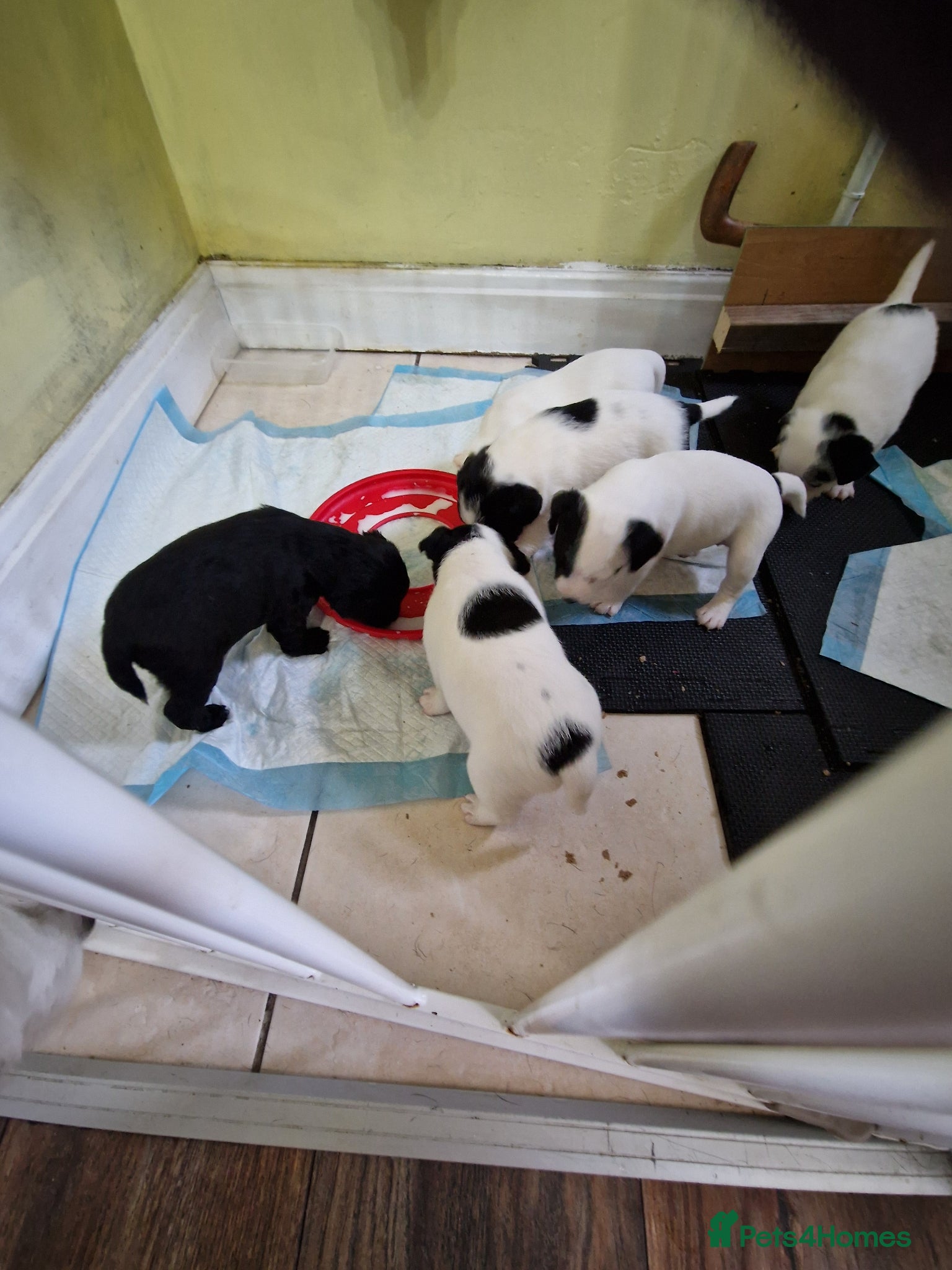 Patterjack dogs for sale: Jak Russell X patterdale  - Advert 7