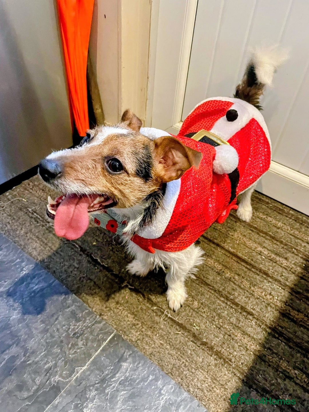 Jack Russell dogs for sale: Jack Russell puppies tri colour  - Advert 27