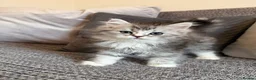 Mixed Breed cats for sale: Stunning Long Haired Chinchilla Ragdoll X Persian - Advert 14