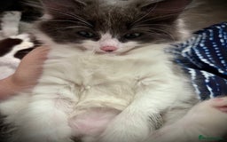 Ragdoll cats for sale: Beautiful ragdoll/blue Russian  - Image 4