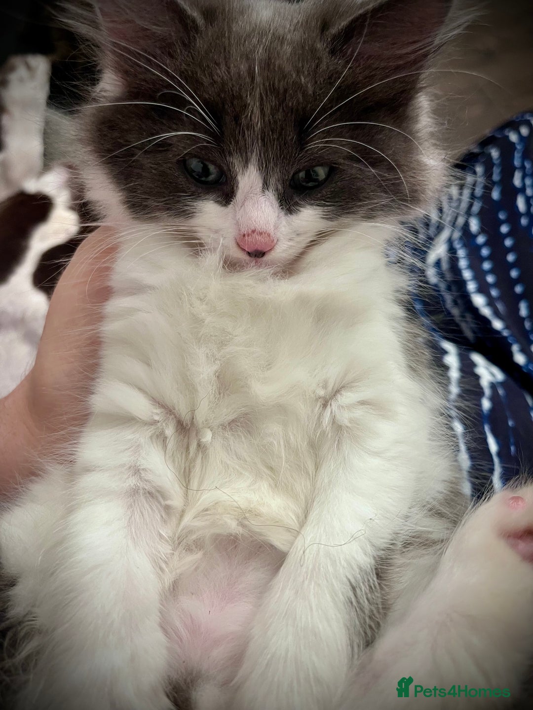 Ragdoll cats for sale: Beautiful ragdoll/blue Russian  - Image 4