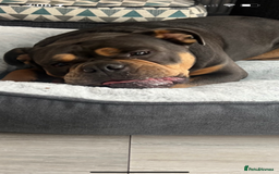 Olde English Bulldogge dogs for sale: Old English Bulldog - Image 3