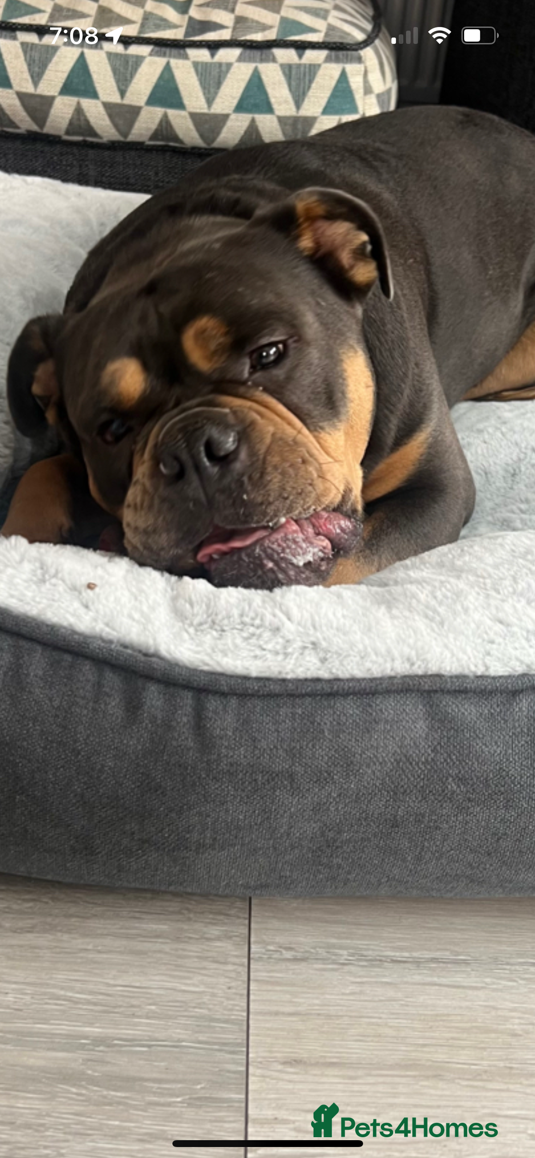 Olde English Bulldogge dogs for sale: Old English Bulldog - Image 3