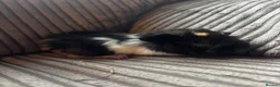 Guinea Pig rodents for sale: Babies ready 2 reserve girls&boys  - Advert 35