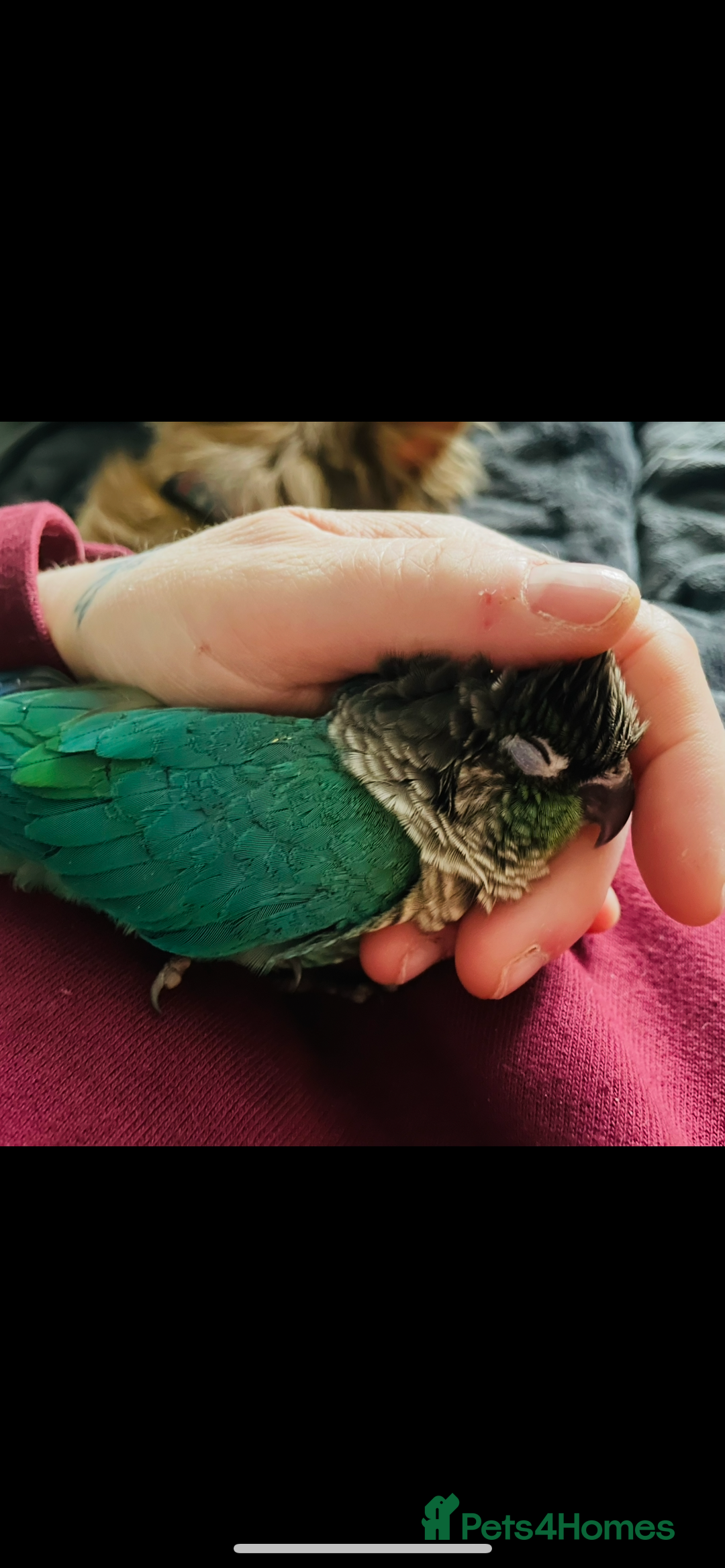 Conures birds for sale: Handtame 2 bonded conures - Image 8