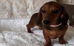 Miniature Dachshund dogs for sale: Beautiful 4 month old mini dachshund  - Image 2