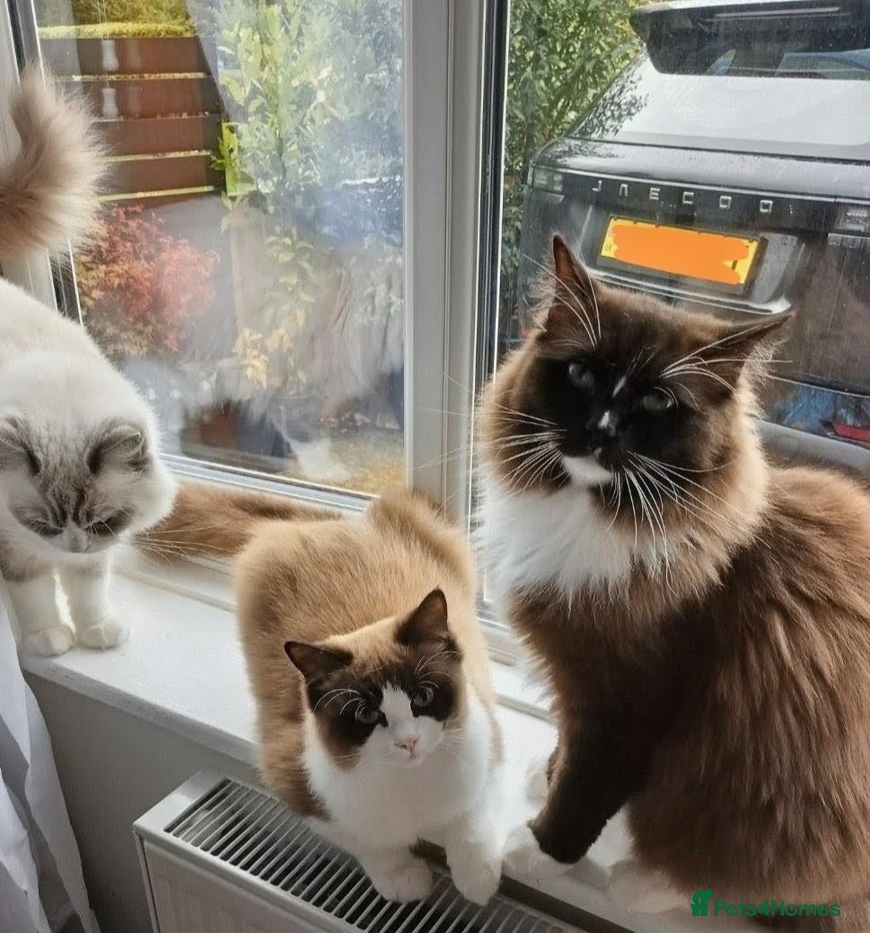 Ragdoll cats for sale: Beautiful Ragdoll Kitten - Advert 1