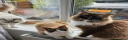 Ragdoll cats for sale: Beautiful Ragdoll Kitten - Advert 1