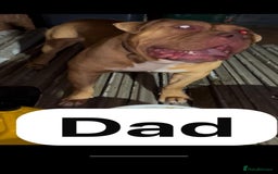 Mastiff dogs for sale: Mastiff  - Advert 3