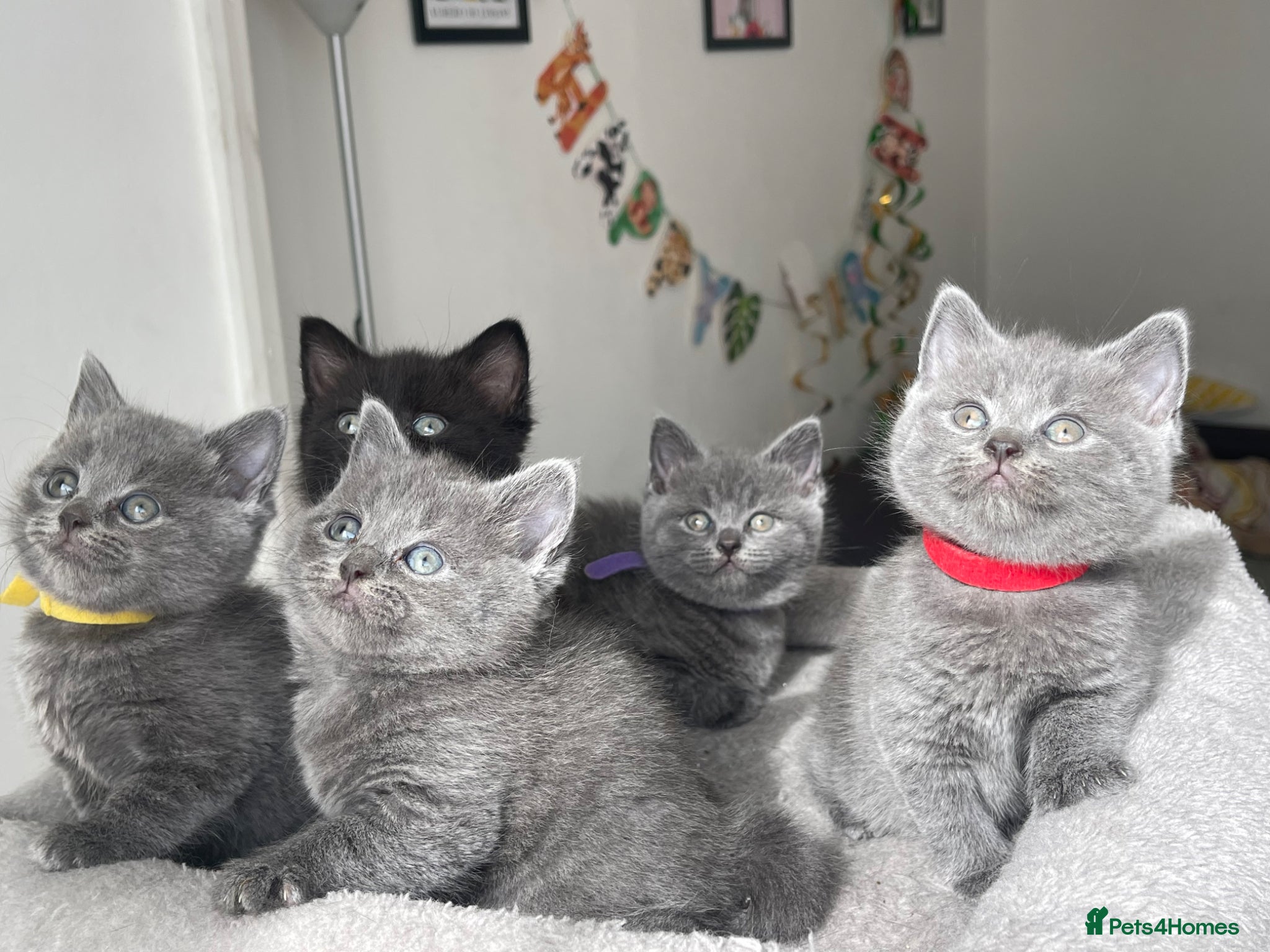 British Shorthair cats Beautiful British kittens 🐈‍⬛  - Advert 2