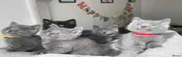 British Shorthair cats for sale: Beautiful British kittens 🐈‍⬛  - Advert 1