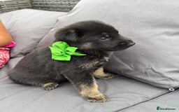 German Shepherd dogs for sale: Short coat straight back German Shepard  in Wolverhampton - Image 11