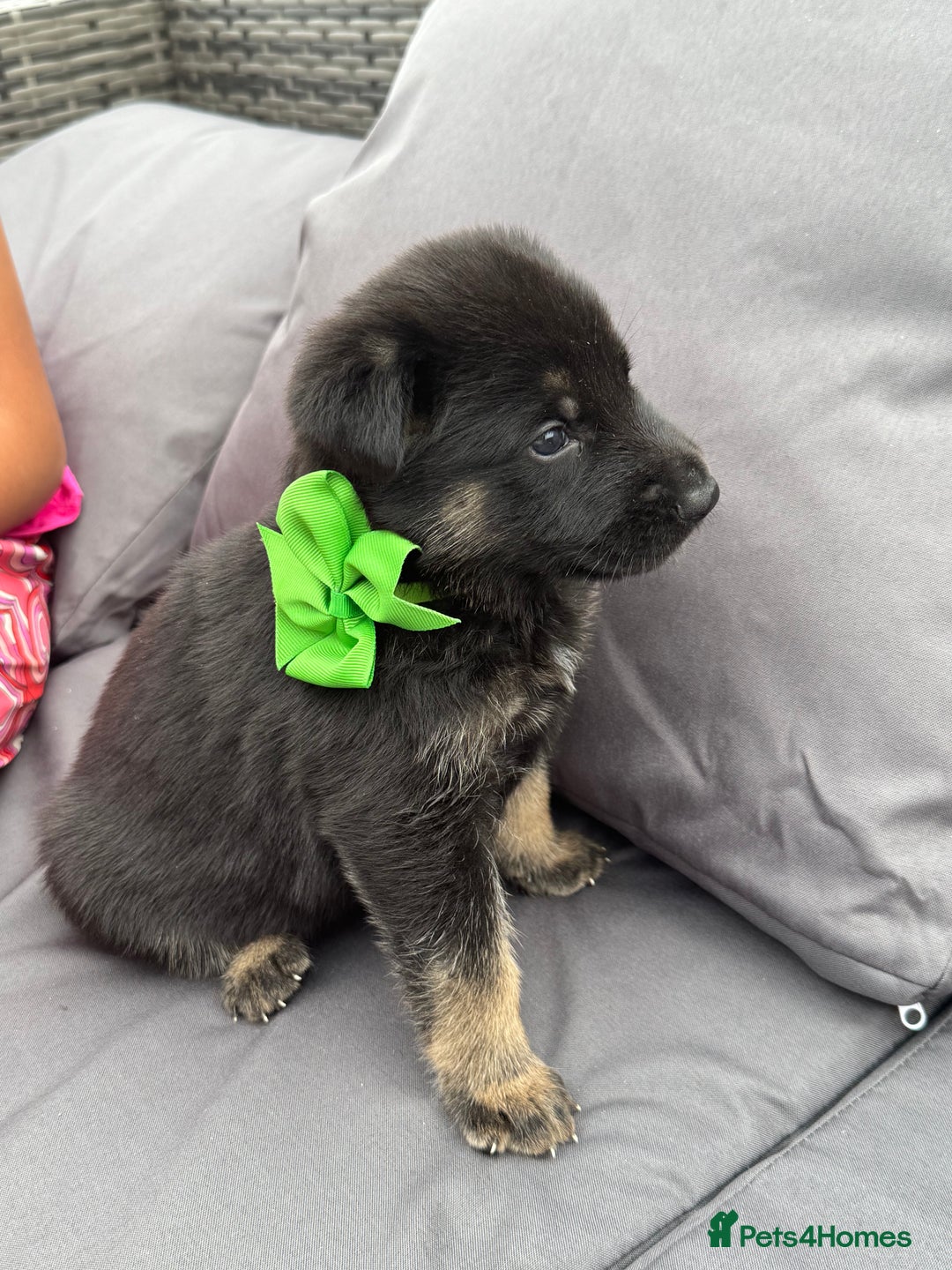 German Shepherd dogs for sale: Short coat straight back German Shepard  in Wolverhampton - Image 11