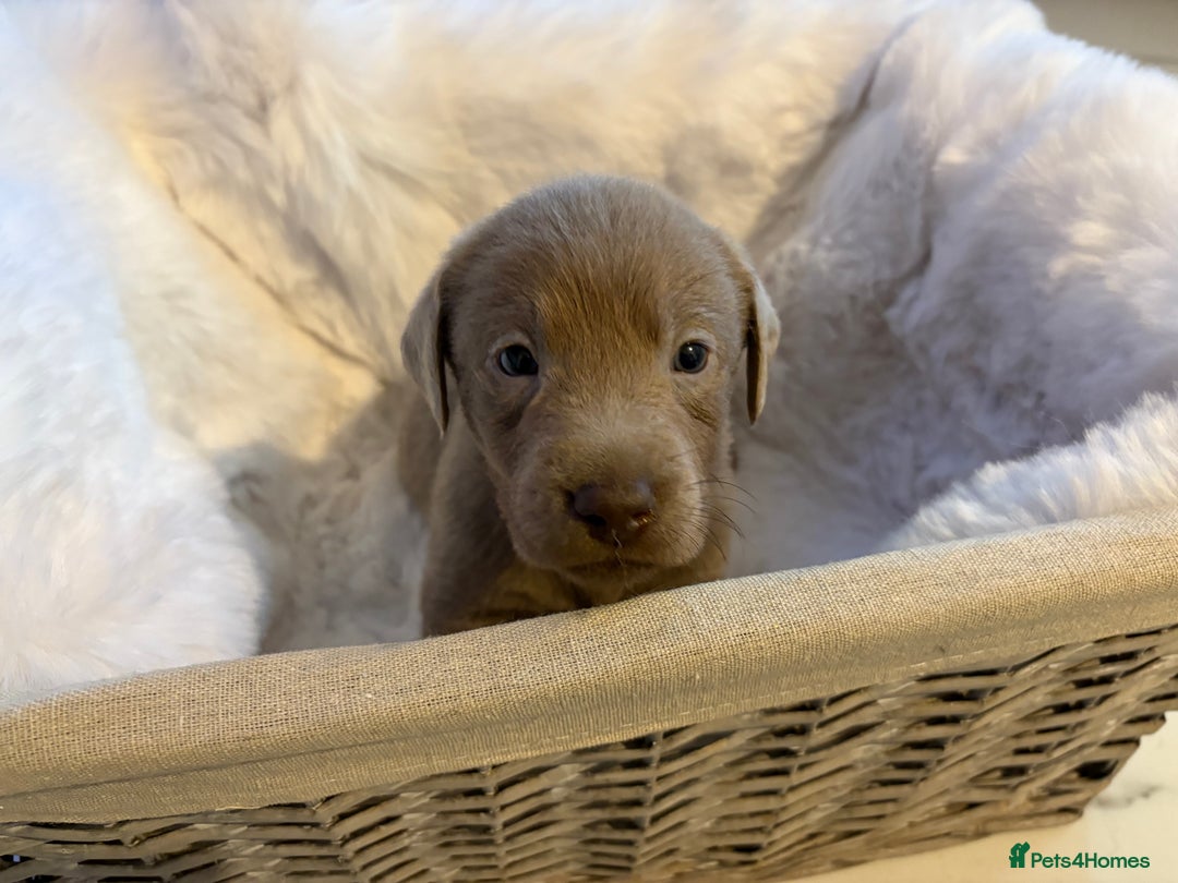 Labrador Retriever dogs for sale: Silver Labrador retriever puppies - Advert 12