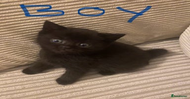 British Shorthair cats Cross half BRITISH shorthair kittens  - Advert 14