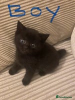 British Shorthair cats Cross half BRITISH shorthair kittens - Advert 7