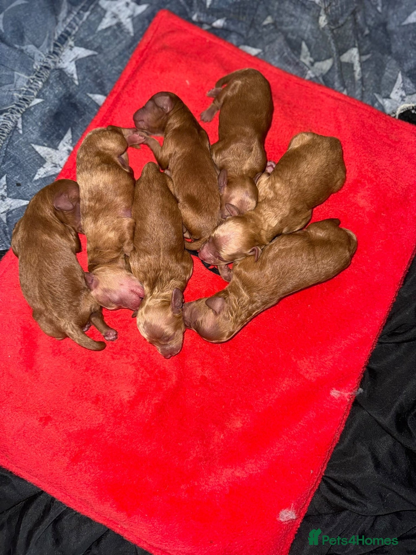 Cockapoo dogs Neddy x Cali beautiful litter of F1B Cockapoo’s - Advert 2