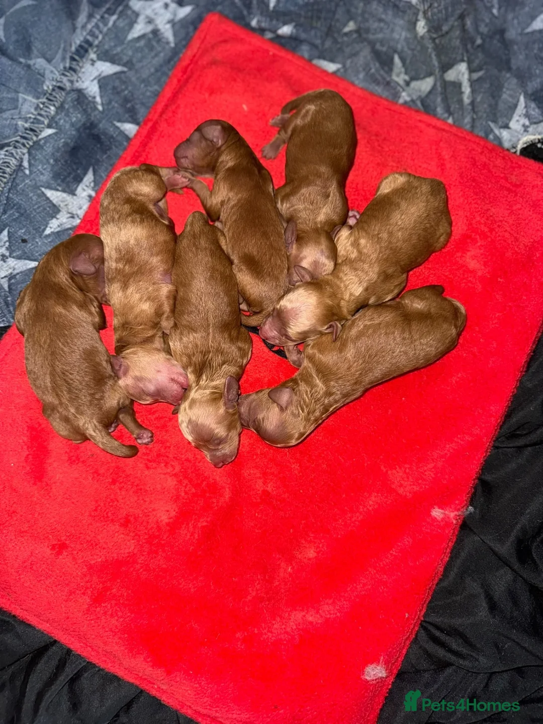 Cockapoo dogs for sale: Neddy x Cali beautiful litter of F1B Cockapoo’s - Advert 2