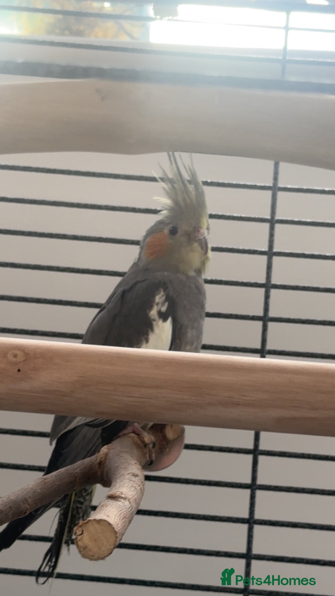 Cockatiels birds for sale: Cockatiel for sale  in Salford - Advert 1