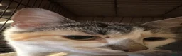 Mixed Breed cats for sale: Rescue cats and kittens 🧡 - Advert 5