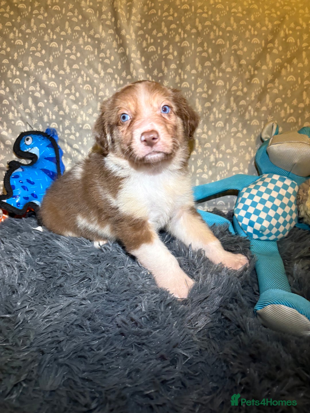 Border Collie dogs for sale: Border collie puppies for active homes  - Advert 4