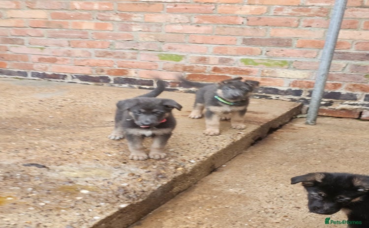 German Shepherd dogs - Advert 1