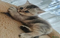 Scottish Fold cats for sale: Adorable Scottish Fold Kittens  - Image 20