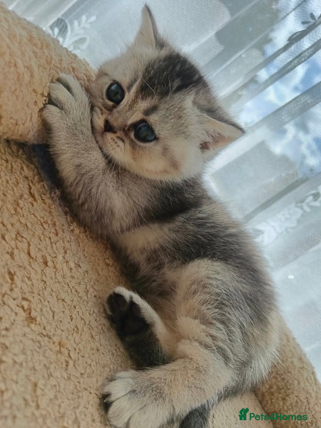 Scottish Fold cats for sale: Adorable Scottish Fold Kittens  - Image 20