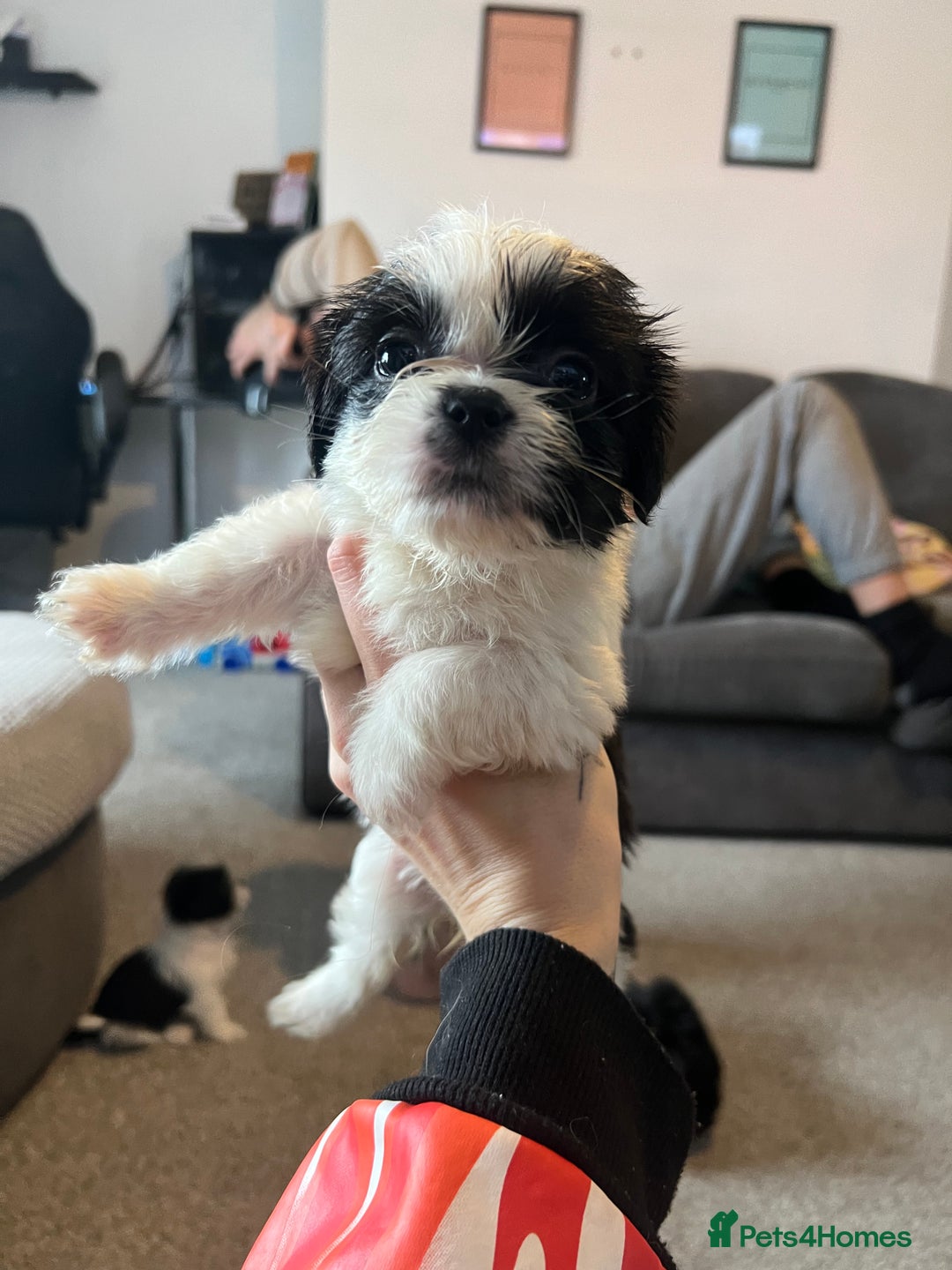 Zuchon dogs for sale: Shihzu x Bichon x Westie - Image 4