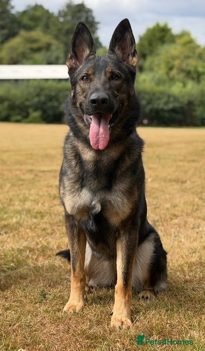 German Shepherd dogs Loving German Shepherd Seeking her Forever Family - Advert 6