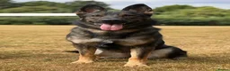 German Shepherd dogs for sale: Loving German Shepherd Seeking her Forever Family - Advert 1