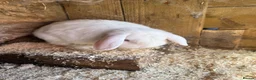 Mini Lop rabbits for sale: 2 x mini lop does - ready to leave now *reserved!* - Advert 11