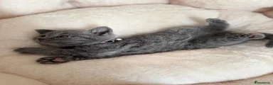 BSH 2