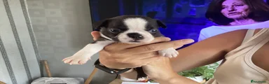 Boston Terrier 2