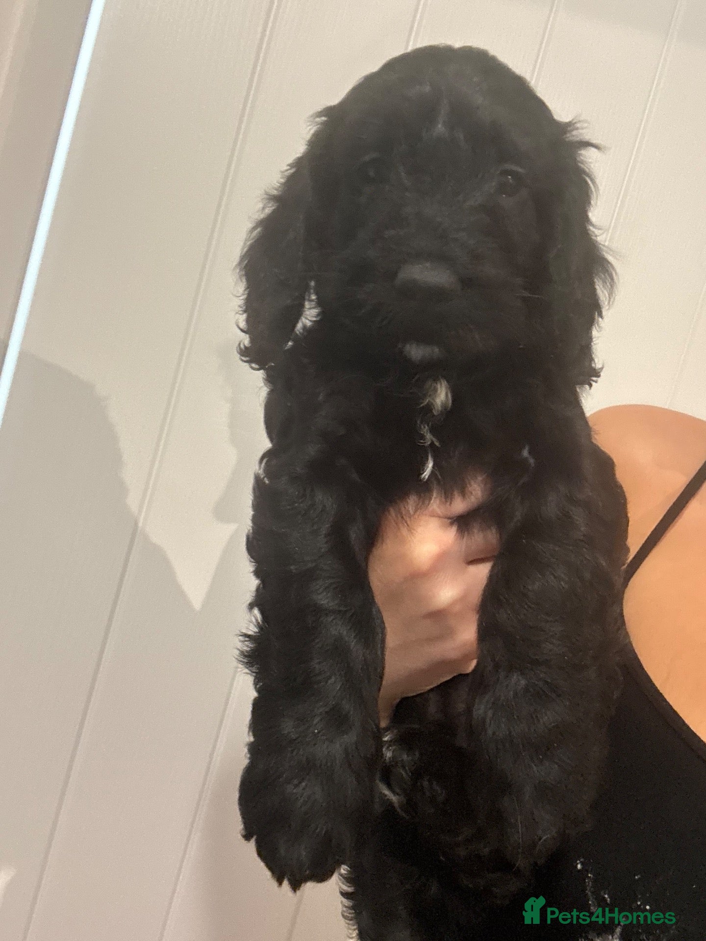 Cockapoo dogs *LAST 1 LEFT* 🐾💕7 GORGEOUS COCKAPOOS GIRLS 💕🐾 - Advert 4
