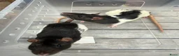 Rat rodents for sale: 2 x Female Rats  in Swindon - Advert 3
