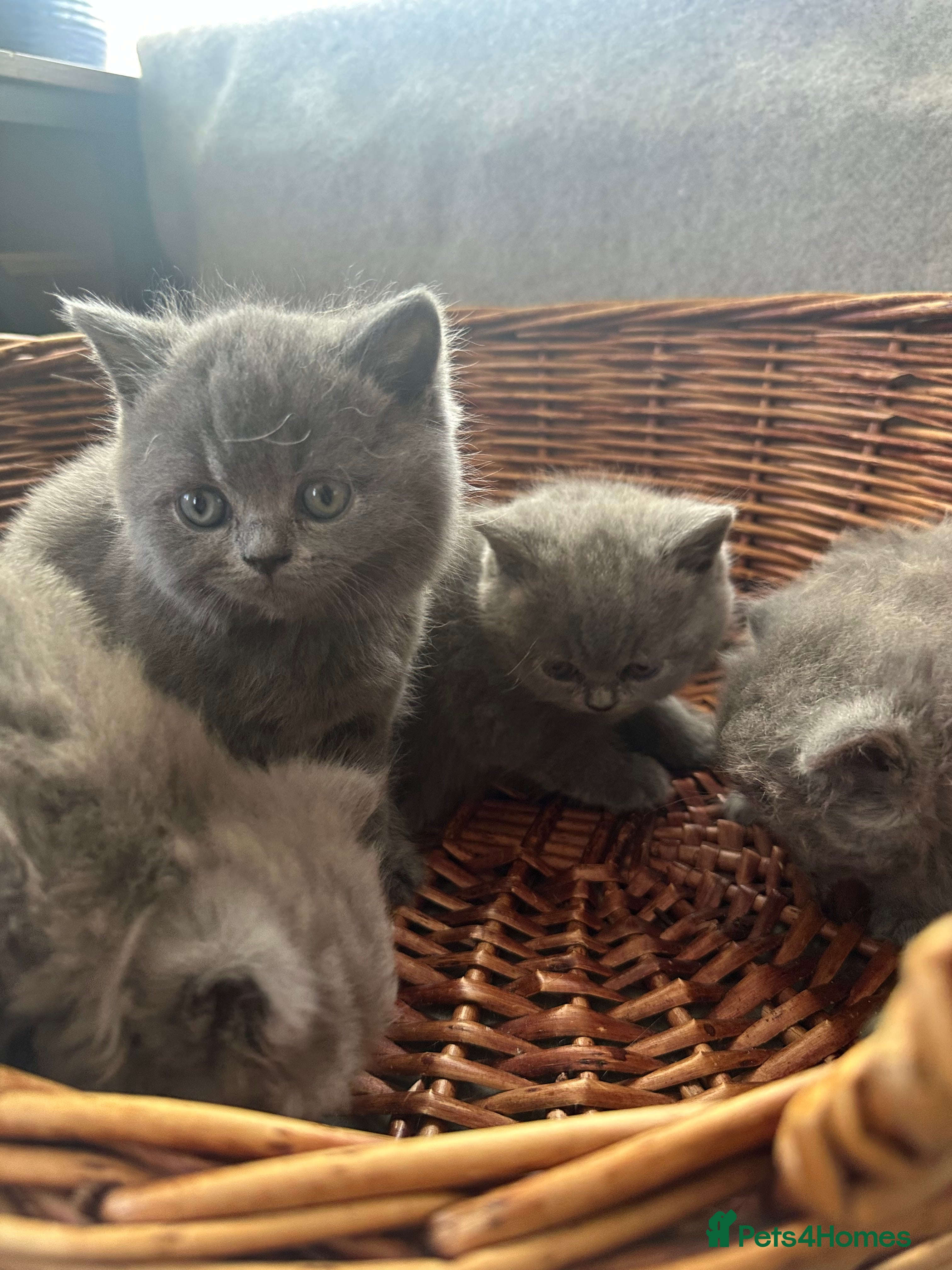 British Shorthair cats British Shorthair and Long Hair GCCF Registered  - Advert 5
