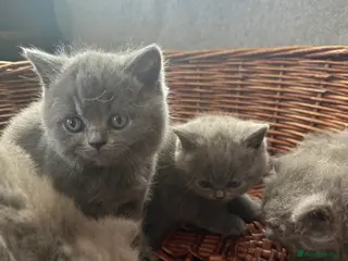 British Shorthair cats British Shorthair and Long Hair GCCF Registered - Advert 5