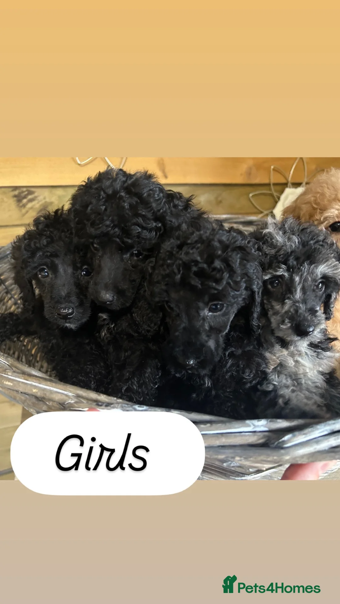 Miniature Poodle dogs for sale: Miniature poodle puppies ready to leave  - Advert 2