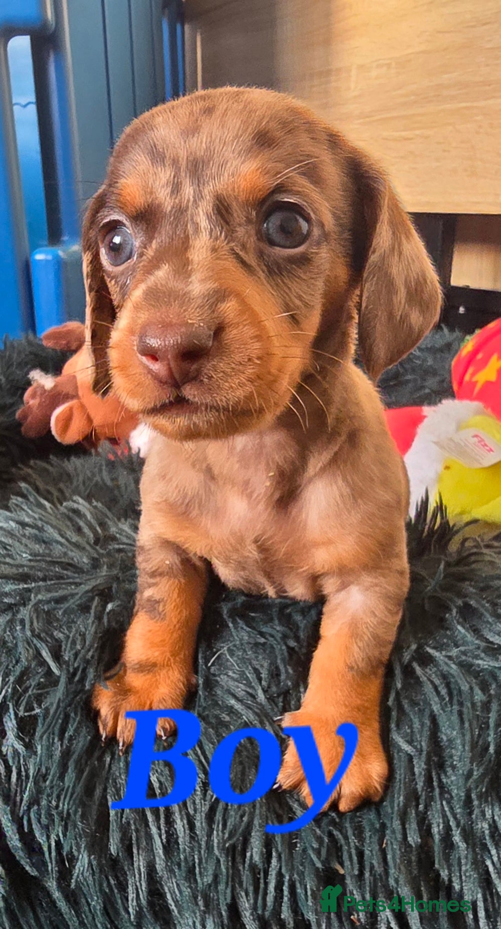 Dachshund dogs Beautiful  Dachshund Puppies  - Advert 6