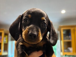 Miniature Dachshund dogs Miniature dachshunds - Advert 5