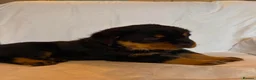 Rottweiler dogs for sale: 4 Beautiful Male Rottweiler Puppies  - Advert 4
