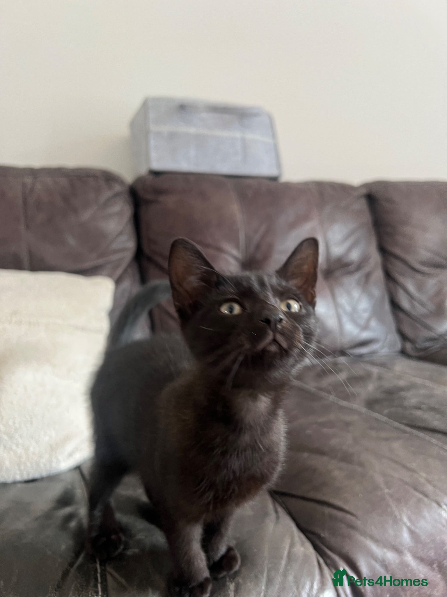 American Shorthair cats beautiful black kitten - Advert 1